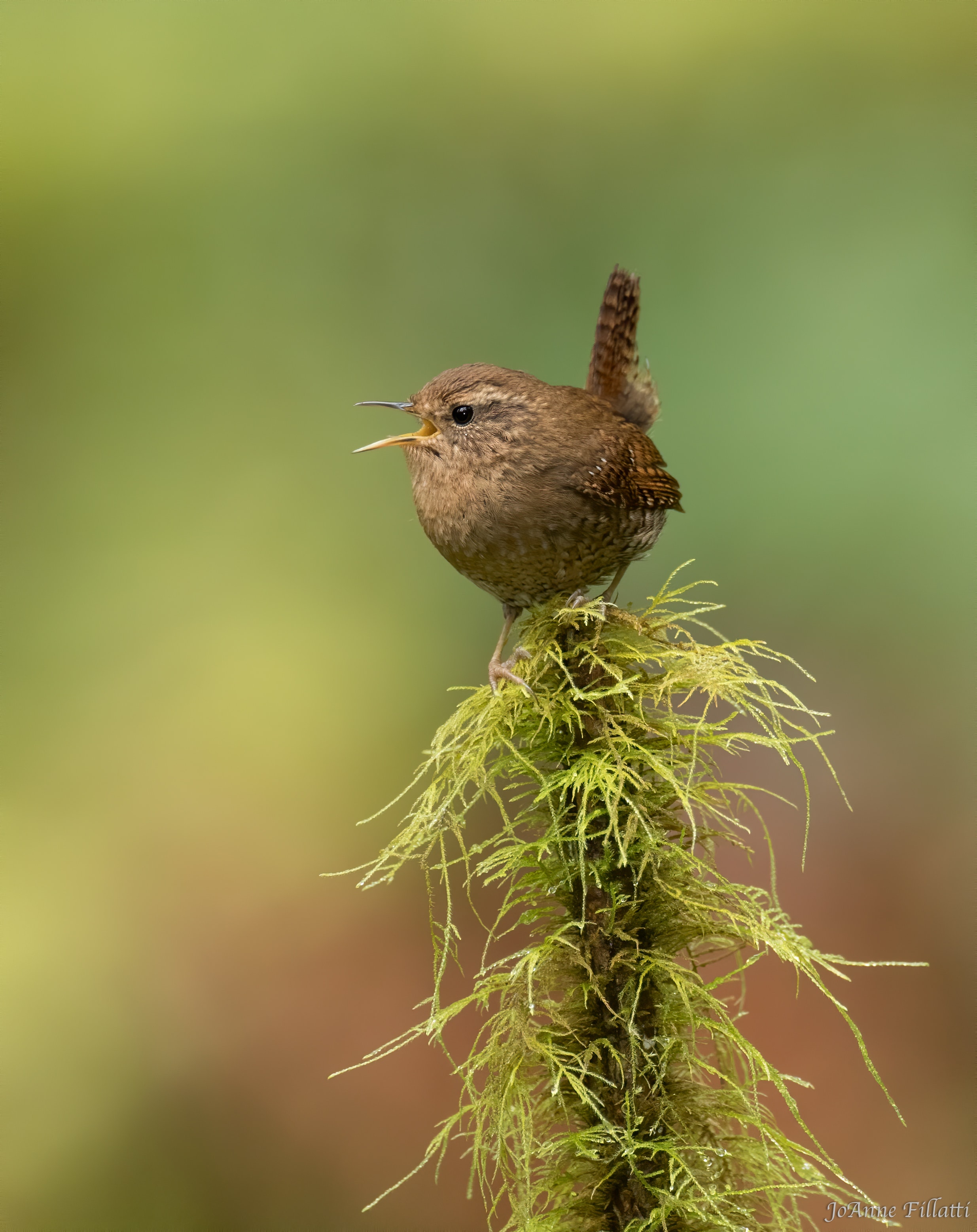 bird of british columbia image 14